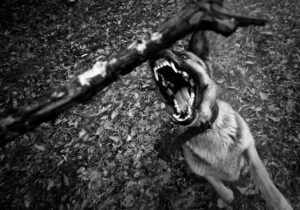 dog bite lawyer in Roswell, GA